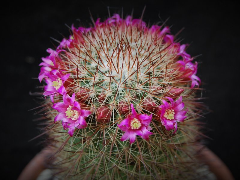 Mammillaria xaltianguensis ssp. bambusiphila v. parva REP 663