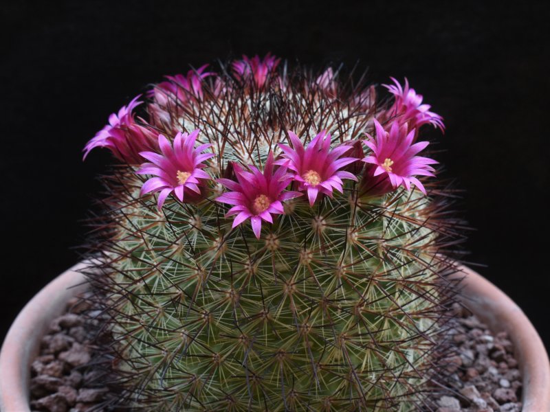 Mammillaria rekoi REP 717