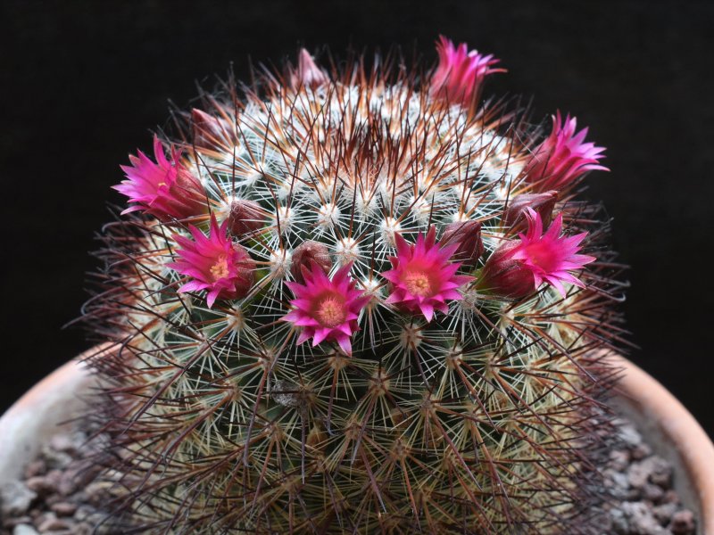 Mammillaria rekoi REP 717