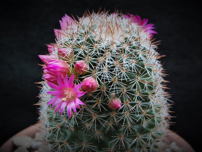 Mammillaria xaltianguensis ssp. bambusiphila REP 748