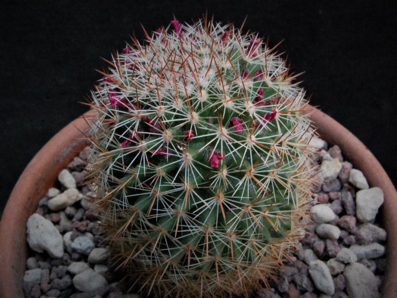 Mammillaria xaltianguensis ssp. bambusiphila REP 748