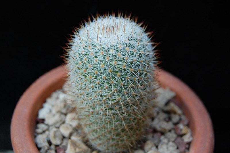 Mammillaria monticola REP 844