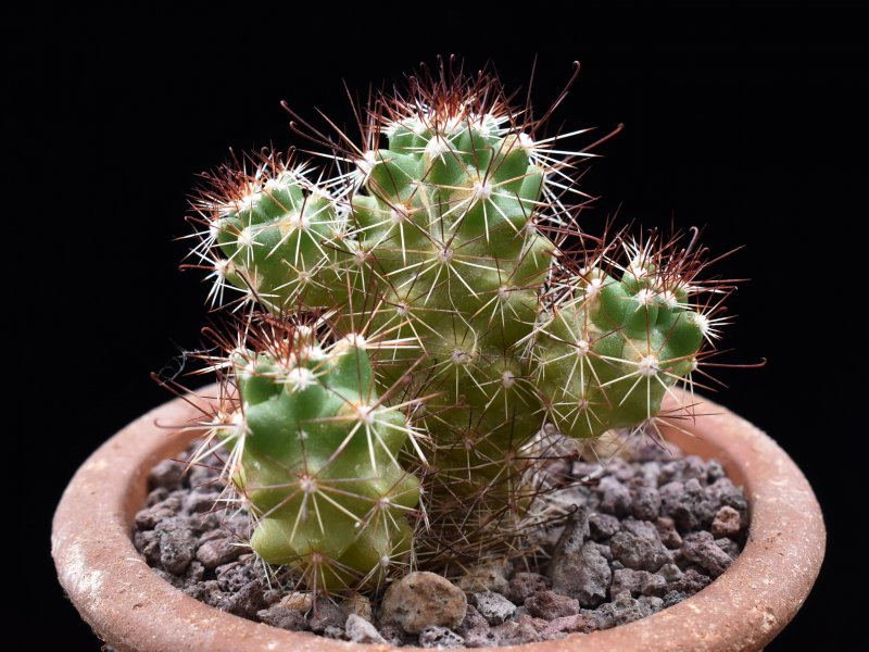 Mammillaria tonalensis REP 874