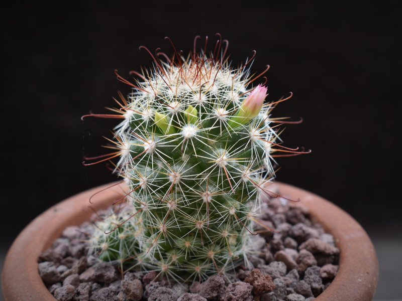 Mammillaria limonensis REP 1620