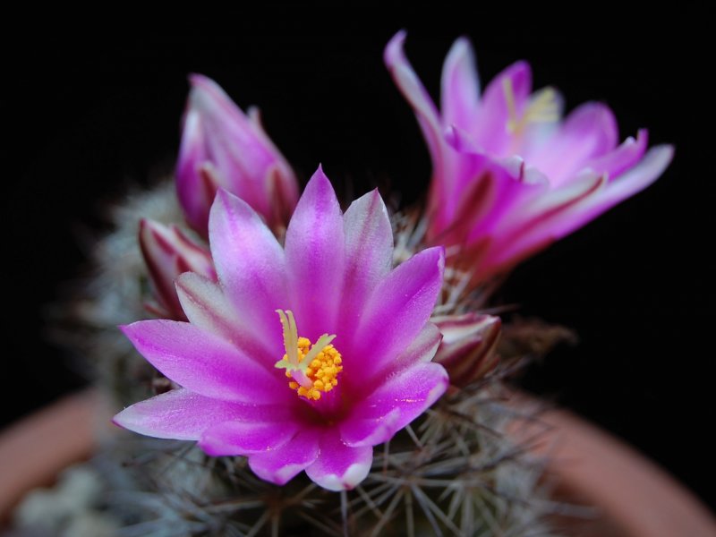 Mammillaria mazatlanensis REP 675