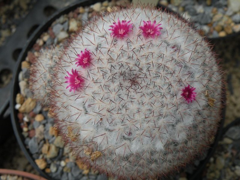 Mammillaria albilanata ssp. reppenhagenii ML 297