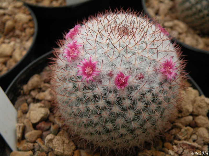 Mammillaria albilanata ssp. reppenhagenii ML 297