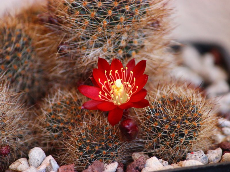 Rebutia fulviseta WR319