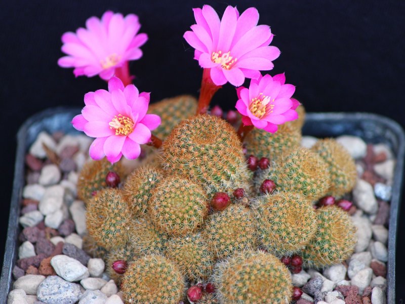 Rebutia perplexa L329