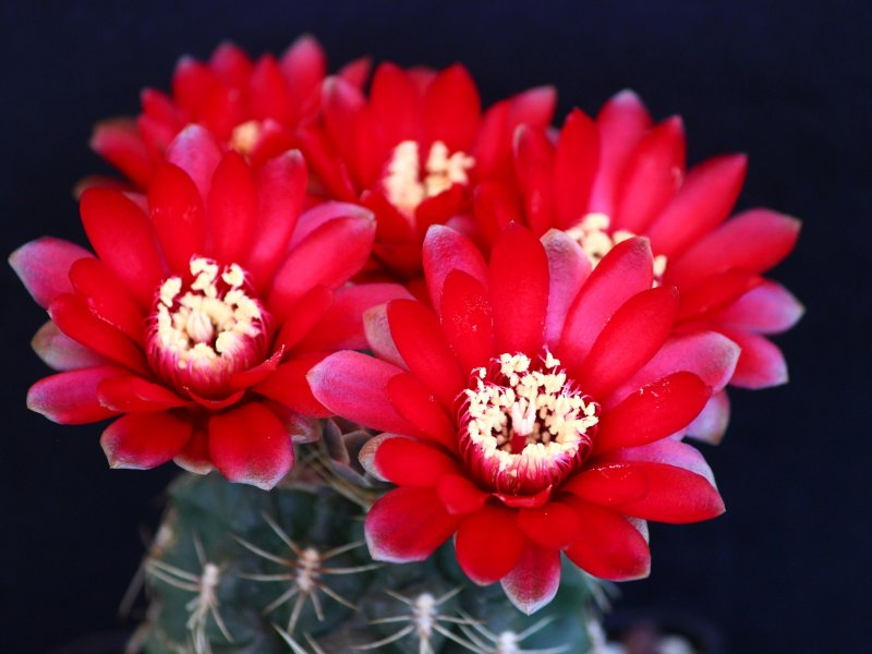 Gymnocalycium baldianum 