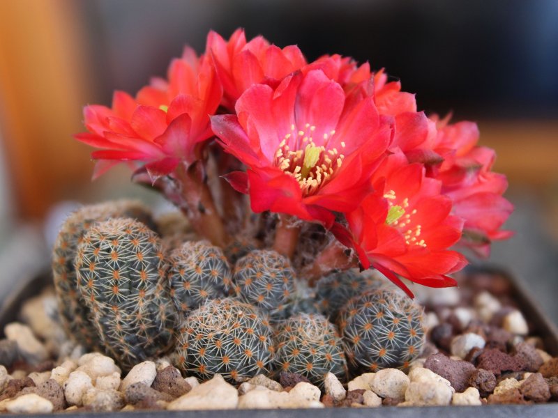 Rebutia pygmaea WR828