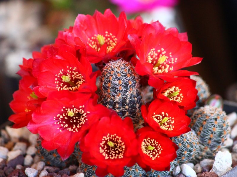 Rebutia pygmaea WR828