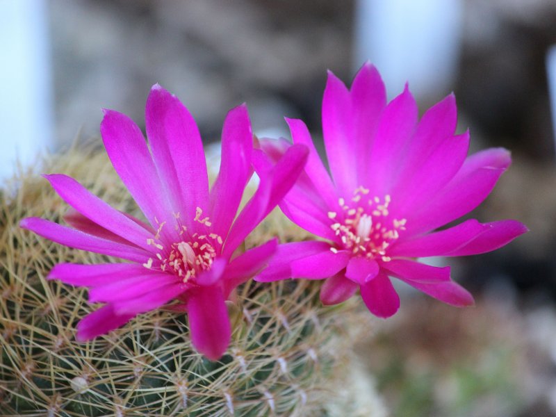 Sulcorebutia mentosa v. albissima HS13