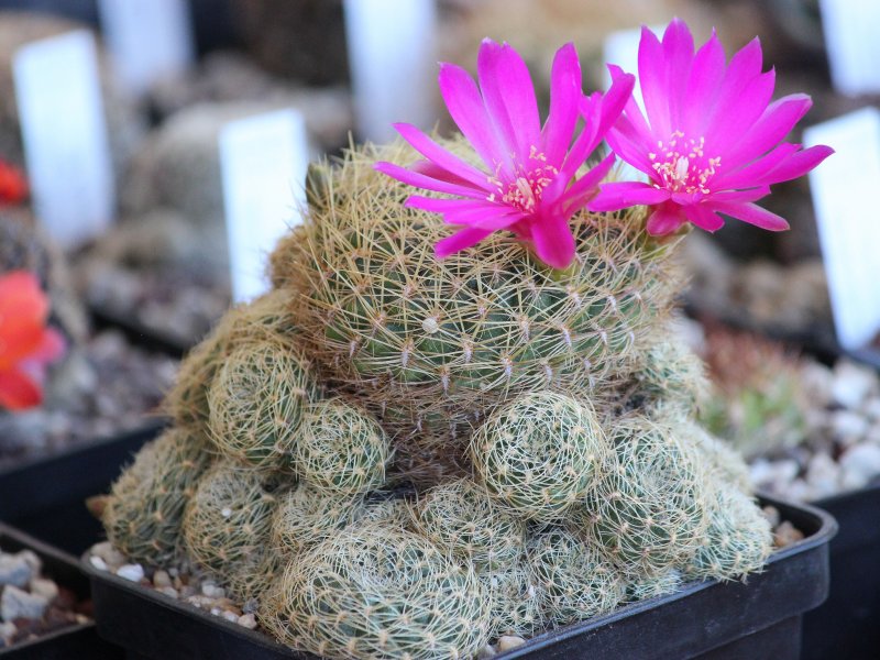 Sulcorebutia mentosa v. albissima HS13