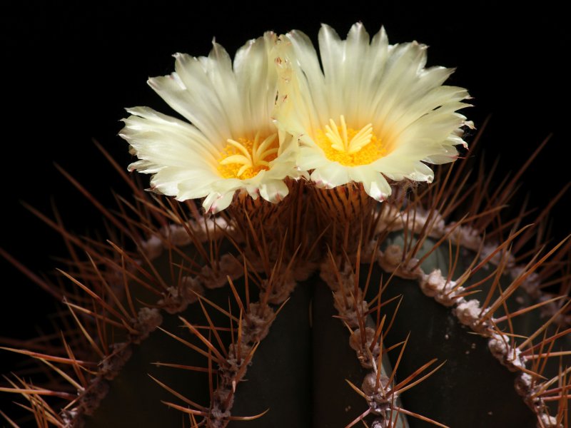 Astrophytum ornatum 