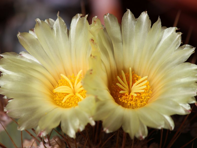 Astrophytum ornatum 