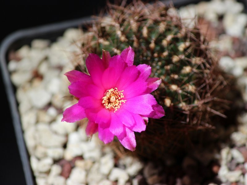 Sulcorebutia purpurea ssp. santiaginiensis HS109