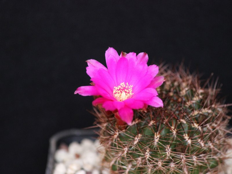 Sulcorebutia purpurea ssp. santiaginiensis HS109