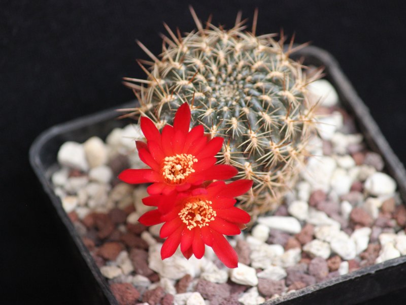 Sulcorebutia purpurea ssp. santiaginiensis WF49