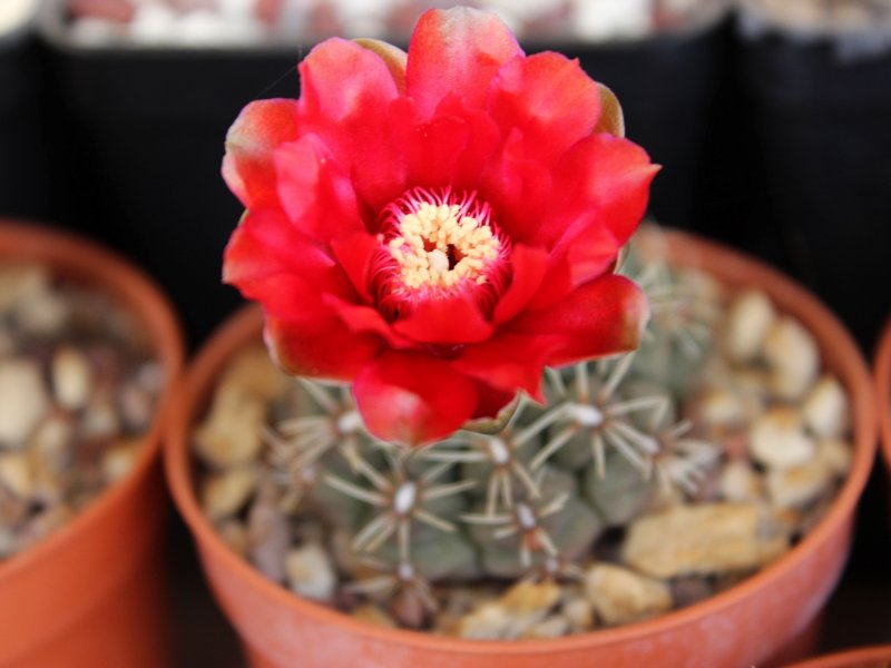 Gymnocalycium baldianum 