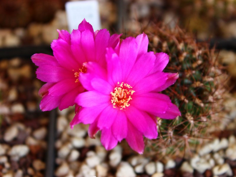 Sulcorebutia purpurea ssp. santiaginiensis HS109