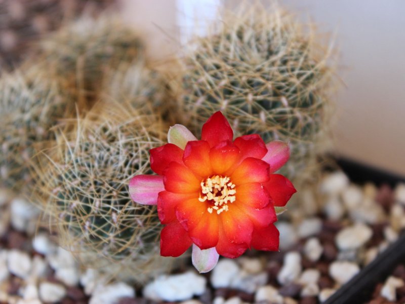 Sulcorebutia vasqueziana ssp. losenickyana WR477