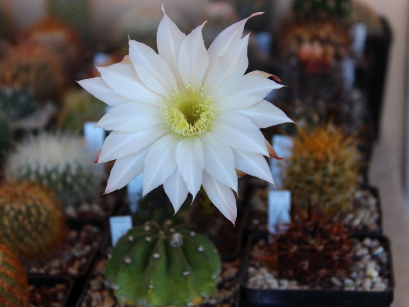 Echinopsis subdenudata 