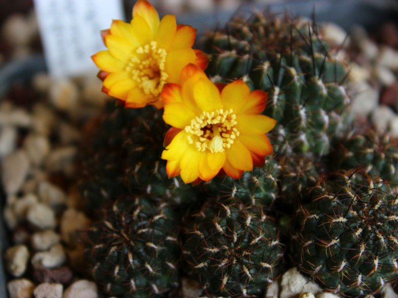 Sulcorebutia steinbachii v. taratensis KK803