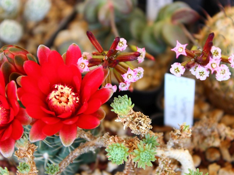 adromischus subdistichus