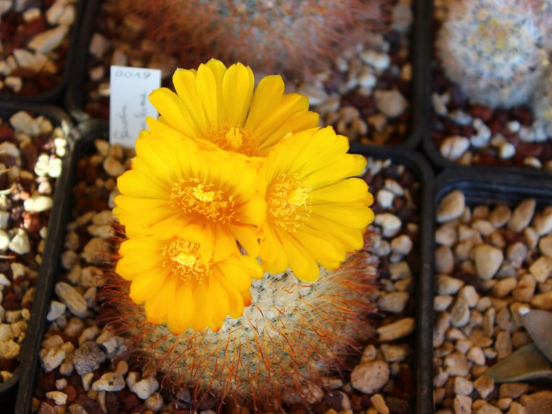 Parodia microsperma 