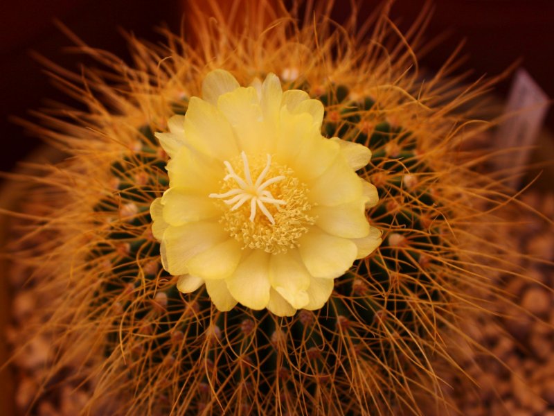 Parodia schumanniana ssp. claviceps 