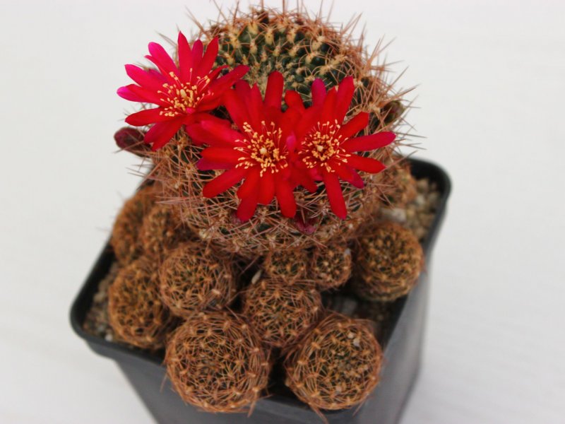 Sulcorebutia purpurea ssp. santiaginiensis JK134