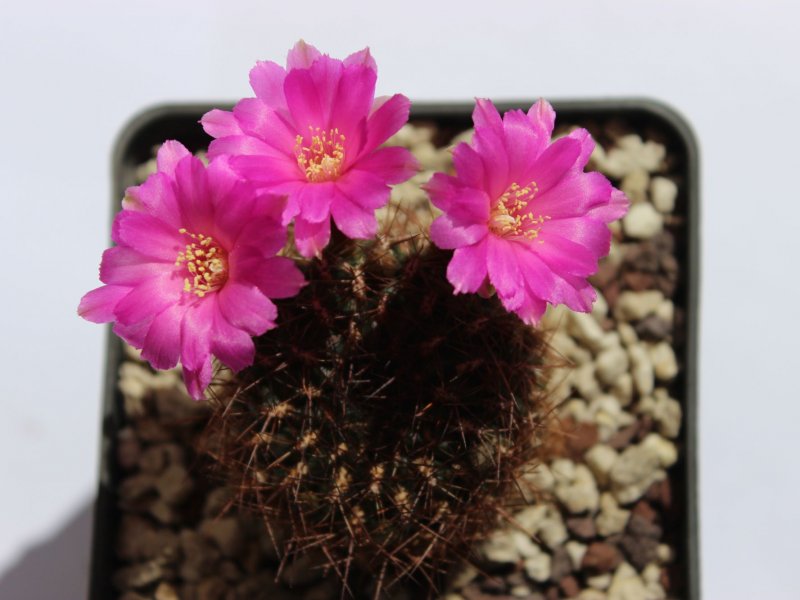 Sulcorebutia purpurea ssp. santiaginiensis HS109