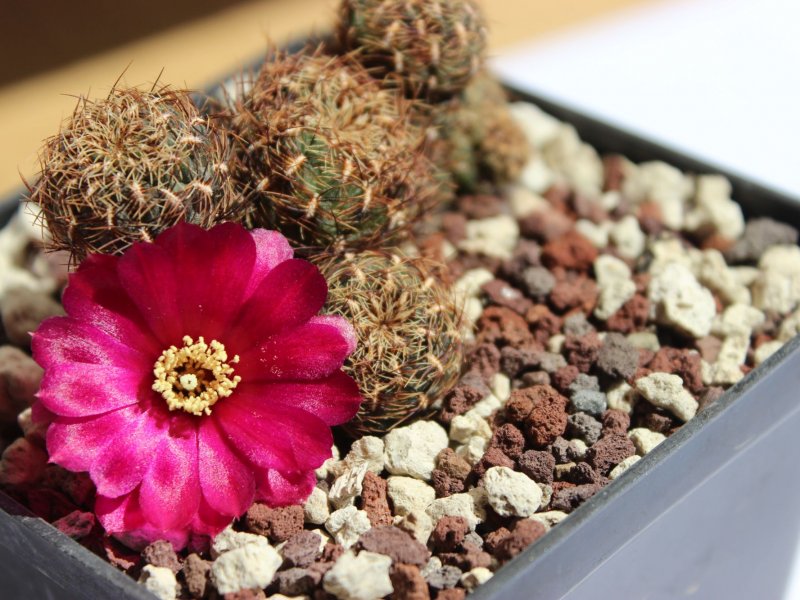 Sulcorebutia sp. rio julpe G186/F.1