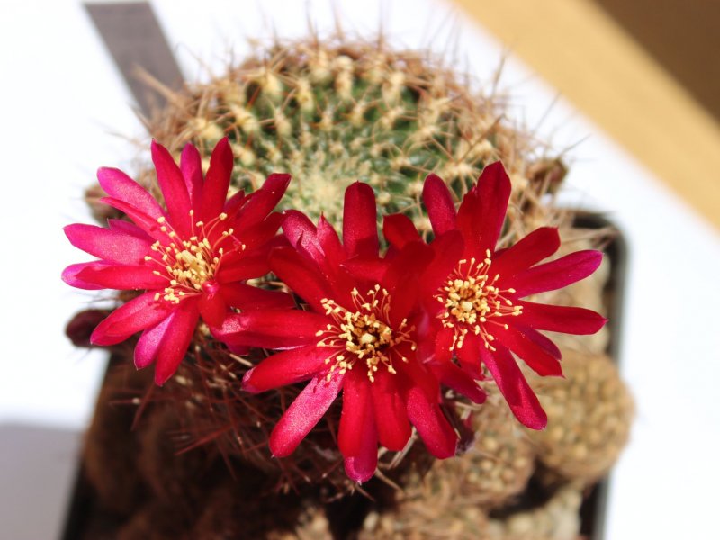 Sulcorebutia purpurea ssp. santiaginiensis JK134