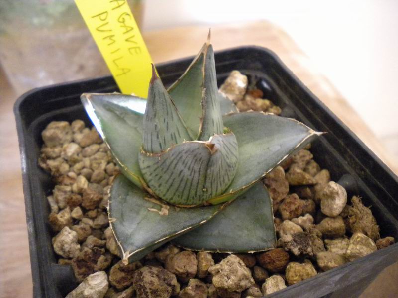 Agave pumila 