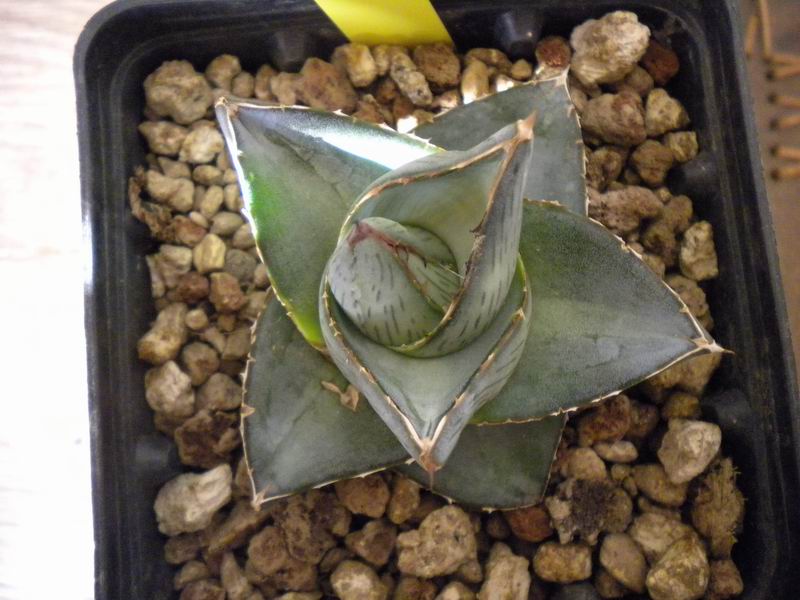 Agave pumila 