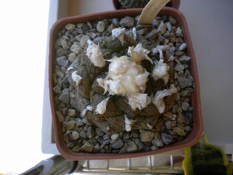 Ariocarpus fissuratus ssp. lloydii 