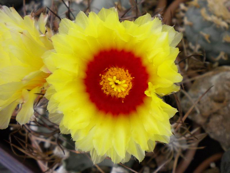 Astrophytum capricorne 