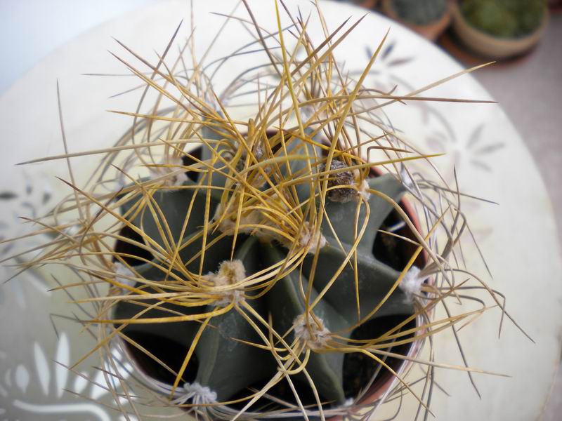 Astrophytum capricorne v. aureum 