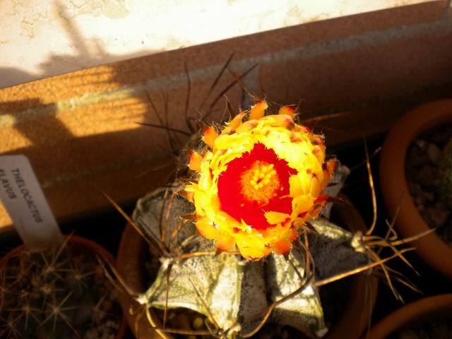 Astrophytum capricorne 