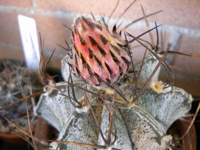 Astrophytum capricorne 