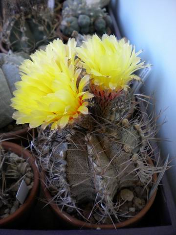 Astrophytum capricorne 