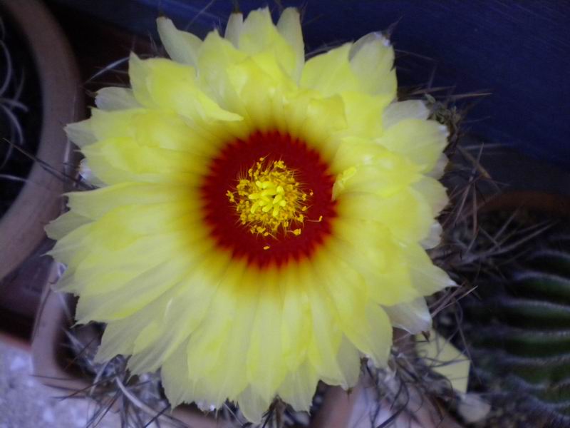 Astrophytum capricorne 