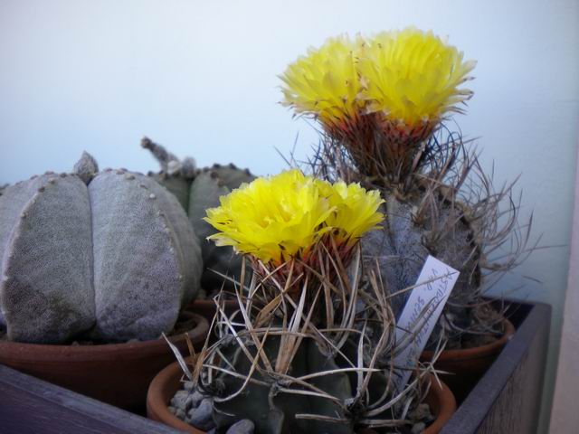 Astrophytum capricorne 