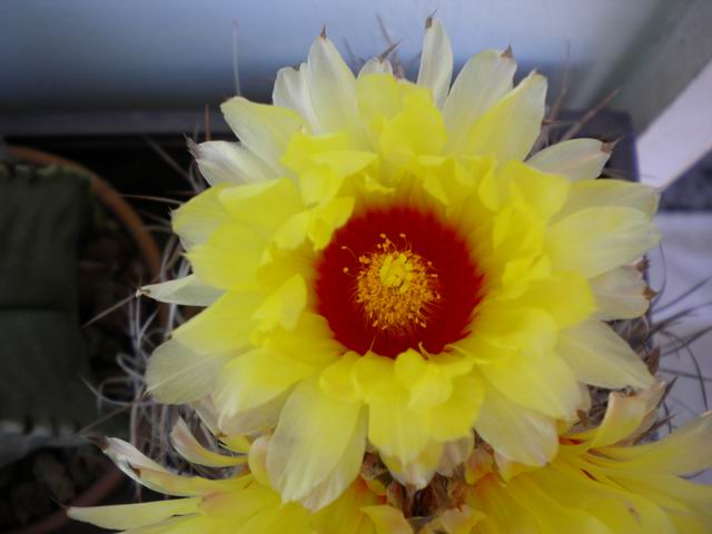 Astrophytum capricorne 