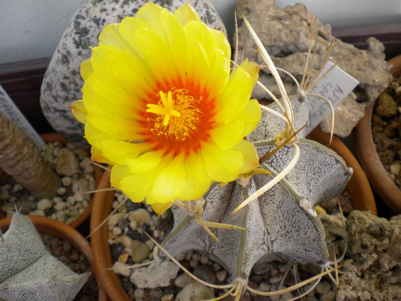 Astrophytum capricorne v. niveum 