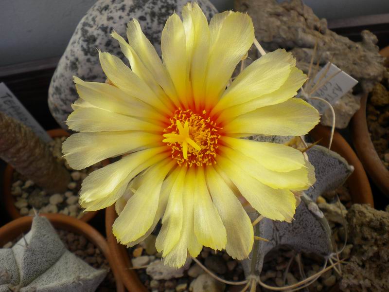 Astrophytum capricorne v. niveum 