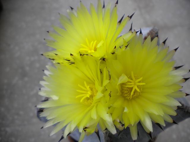 Astrophytum myriostigma 