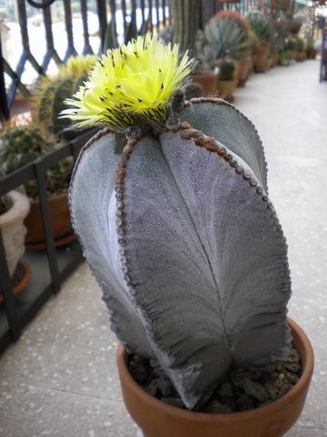 Astrophytum myriostigma 